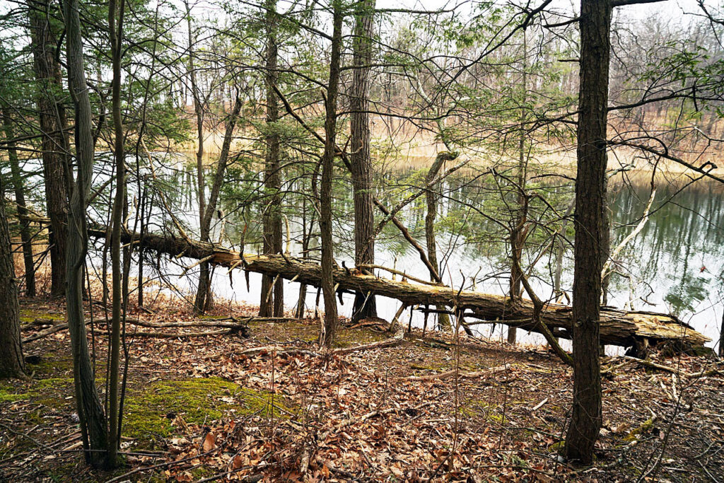 Dead tree, Lake Road, March 2025. Photo by Annik LaFarge, author of Composing Olana