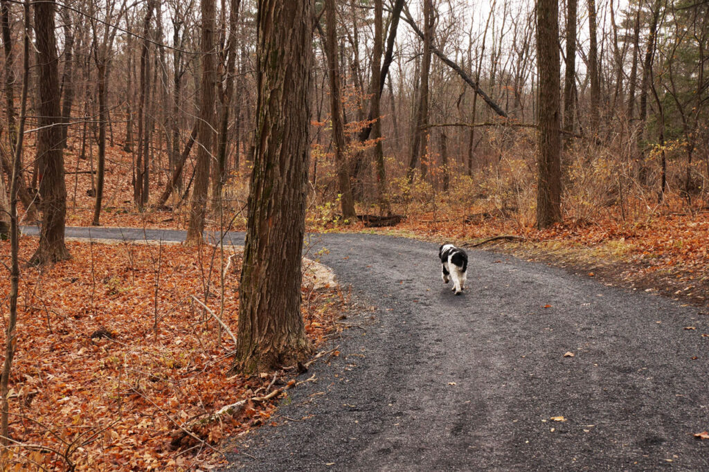 Bucky leads the way down North Road, December 2012. Photo by Annik LaFarge, author of Composing Olana