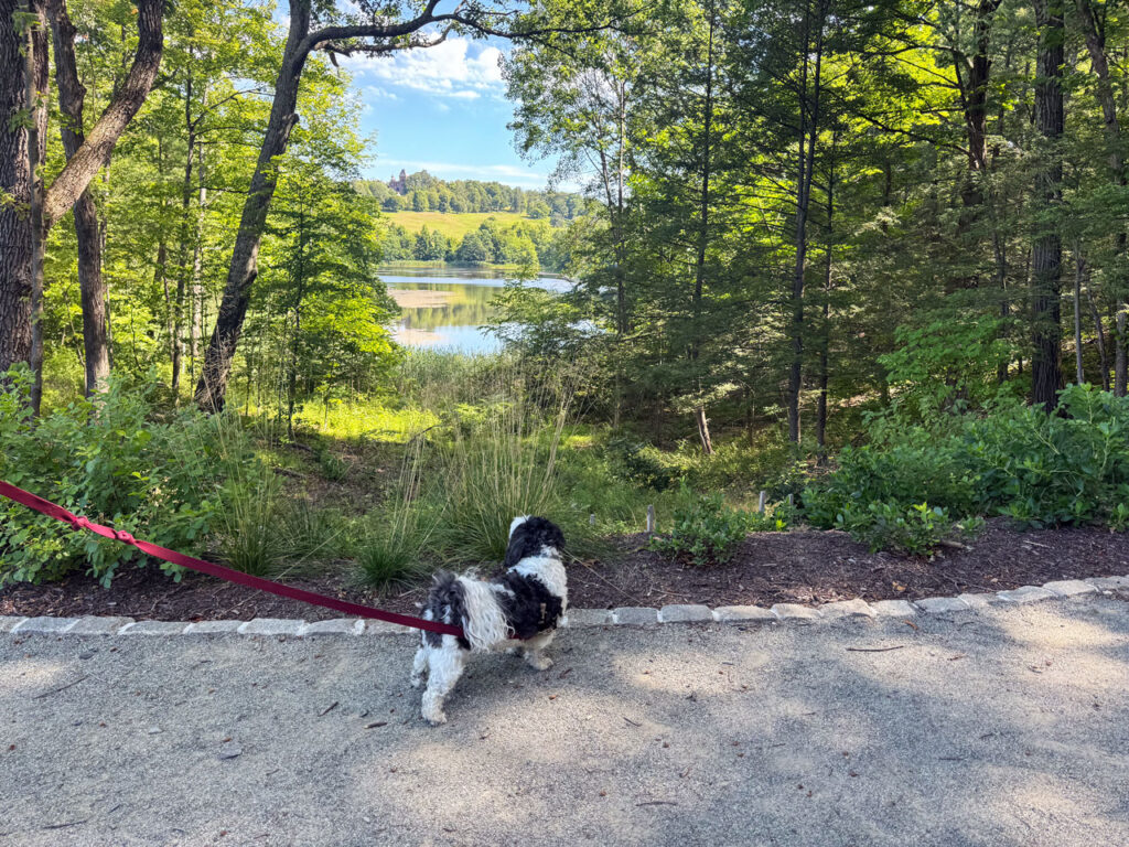Nicky admires Frederic Church's composed view from Lake Road. Photo by Annik LaFarge, author of Composing Olana