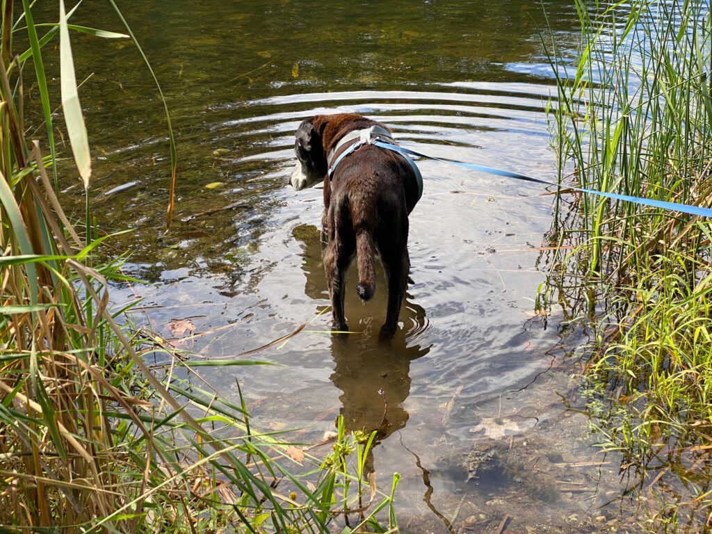 Riley at Olana Lake, December 2024. Photo by Annik LaFarge, author of Composing Olana