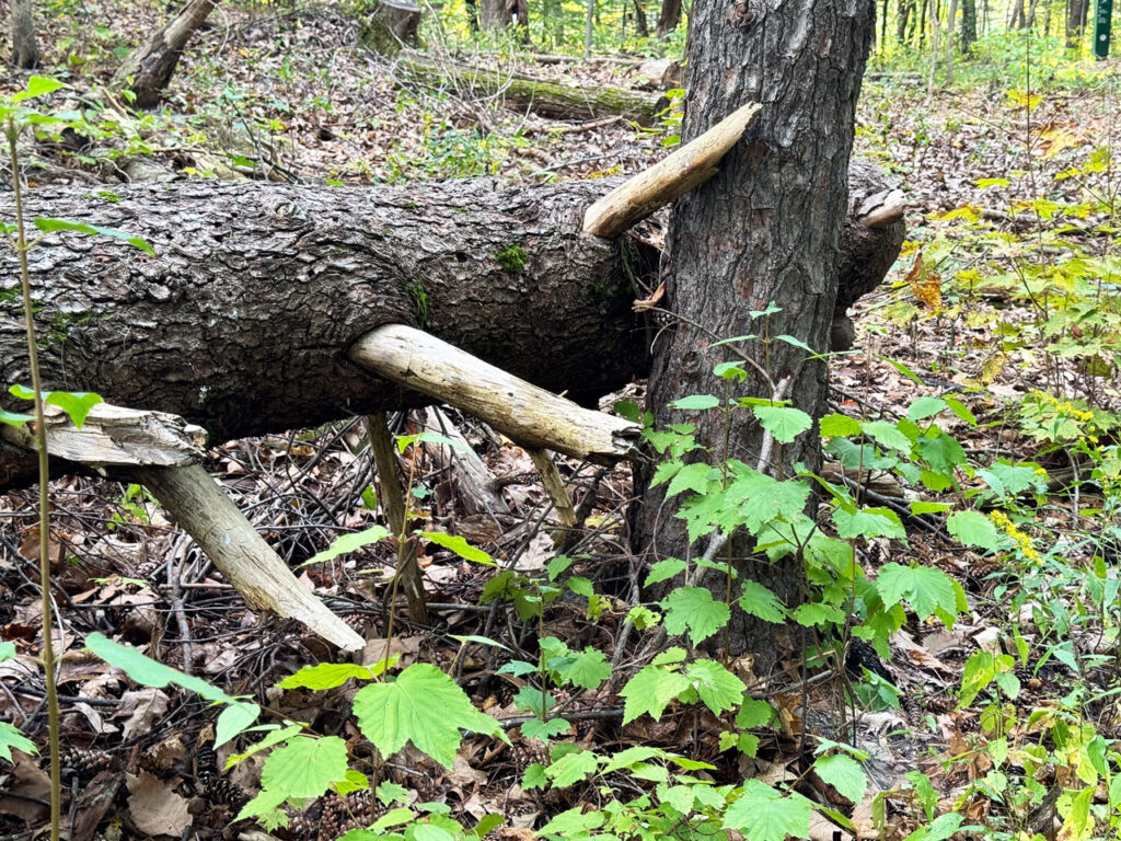 Dead tree, Ridge Road, September 2024. Coverage in the Register-Star Gov. Rockefeller's historic visit to Olana. Photo courtesy Dorothy Heyl. A staffer from NYS Parks cutting the meadow along Ridge Road. October 2022. A tree stump along Lake Road recalls the Manhattan skyline. Photo by Annik LaFarge, author of Composing Olana