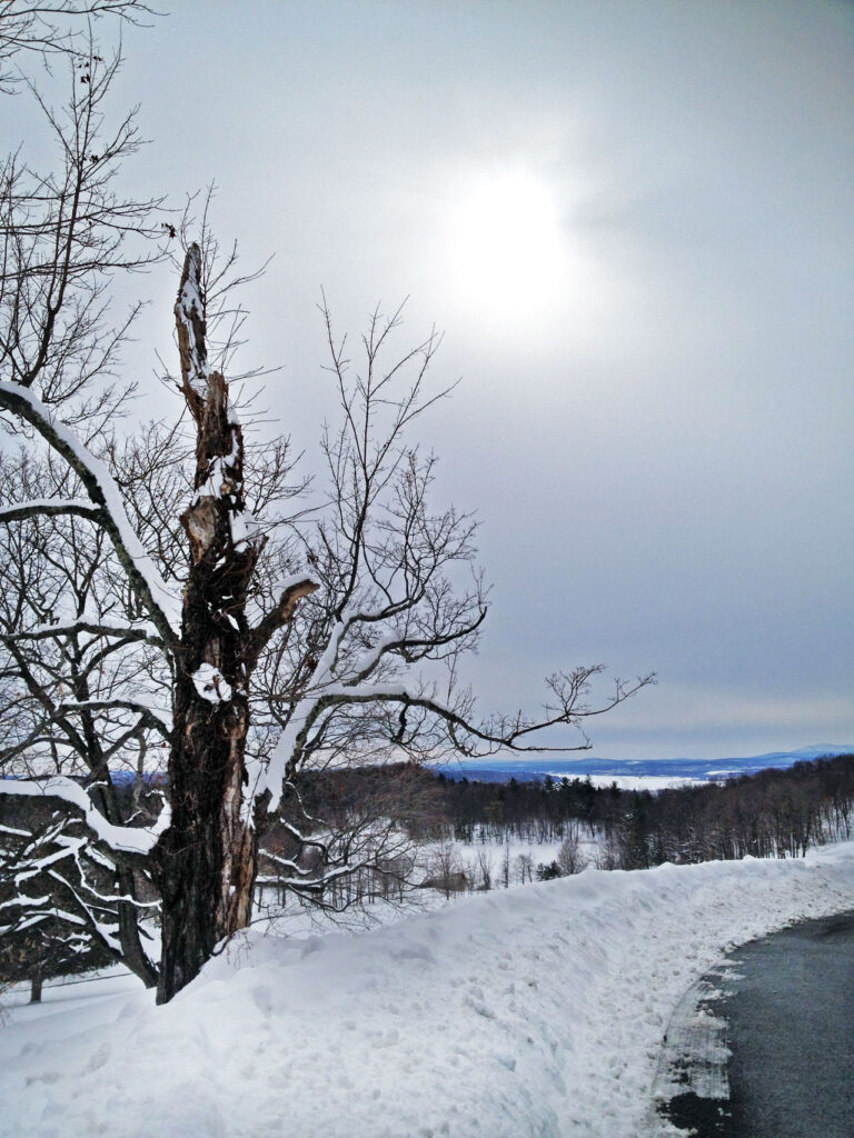 Dead tree, Ridge Road, February 2014. Photo by Annik LaFarge, author of Composing Olana