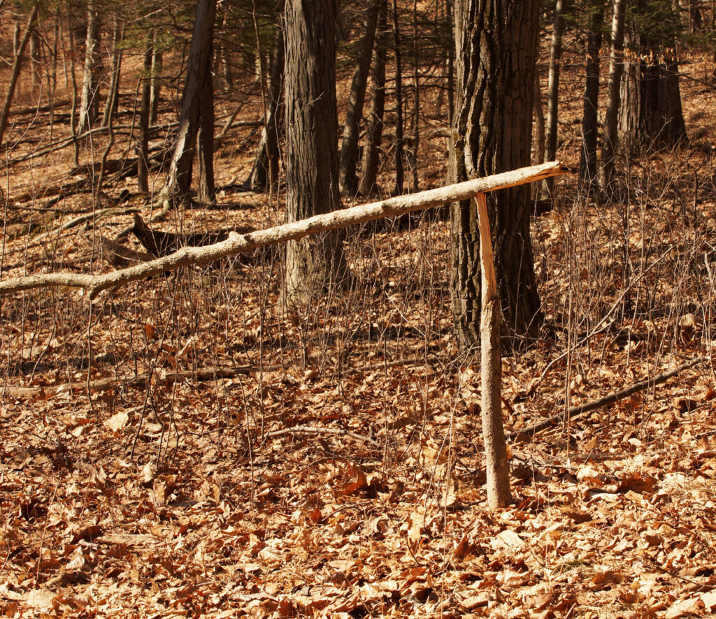 Broken tree, Bethune Road, March 2013. Photo by Annik LaFarge, author of Composing Olana