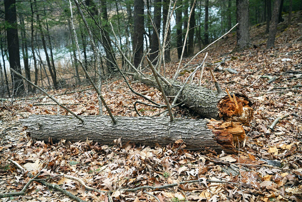 Dead tree, Lake Road, March 2024. Photo by Annik LaFarge, author of Composing Olana