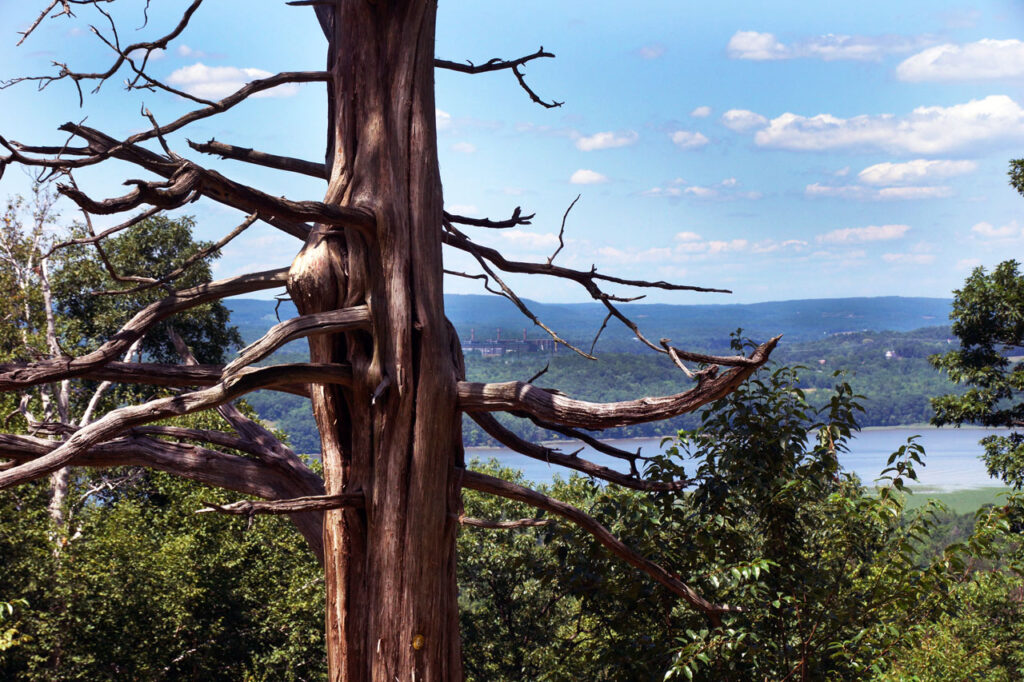 The Athens Generating Plant, visible through a dead pine tree on Ridge Road. Photo by Annik LaFarge, author of Composing Olana