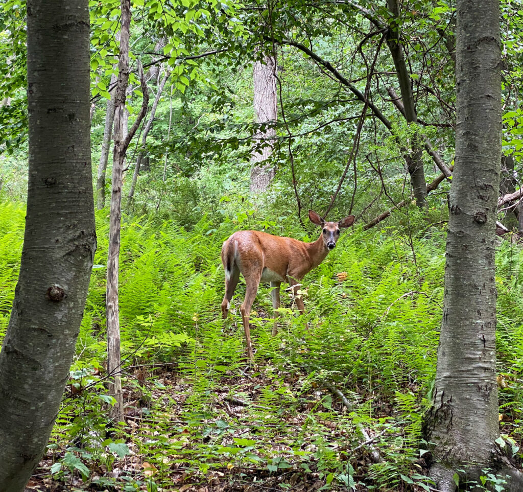 A deer in the forest along North Road, July 2020. Photo by Annik LaFarge, author of Composing Olana