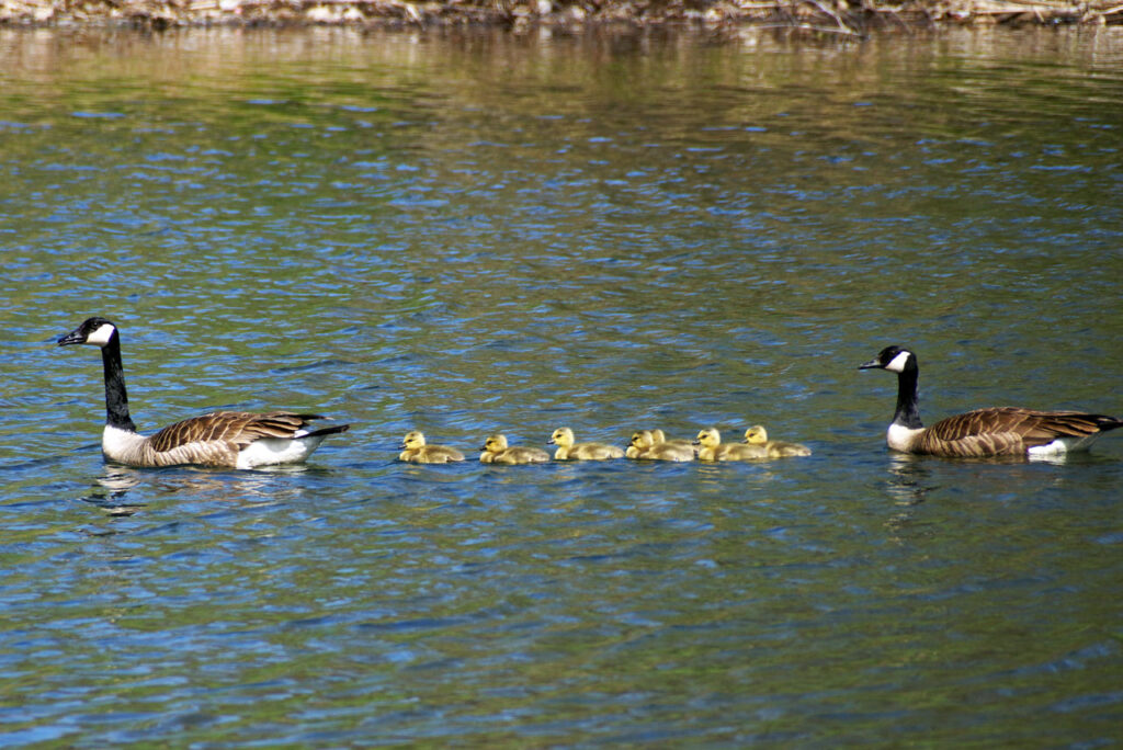 A family Canada geese in the Olana Lake, May 2013. Photo by Annik LaFarge, author of Composing Olana