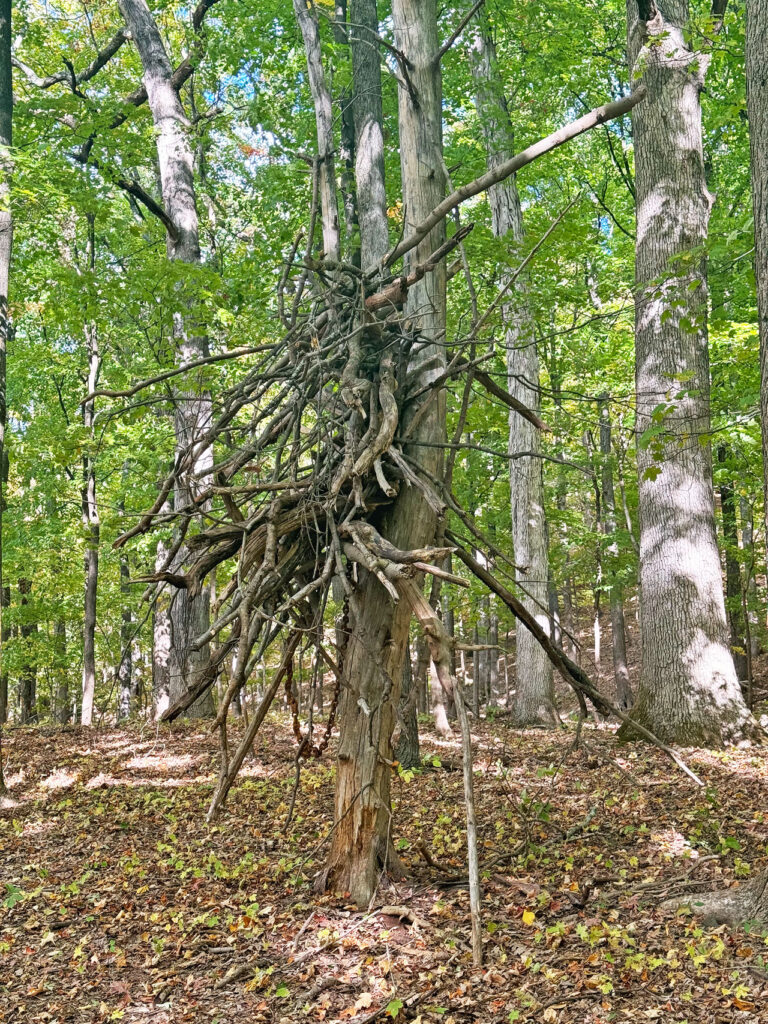 Guerilla art in the forest along Bethune Road. Photo by Annik LaFarge, author of Composing Olana