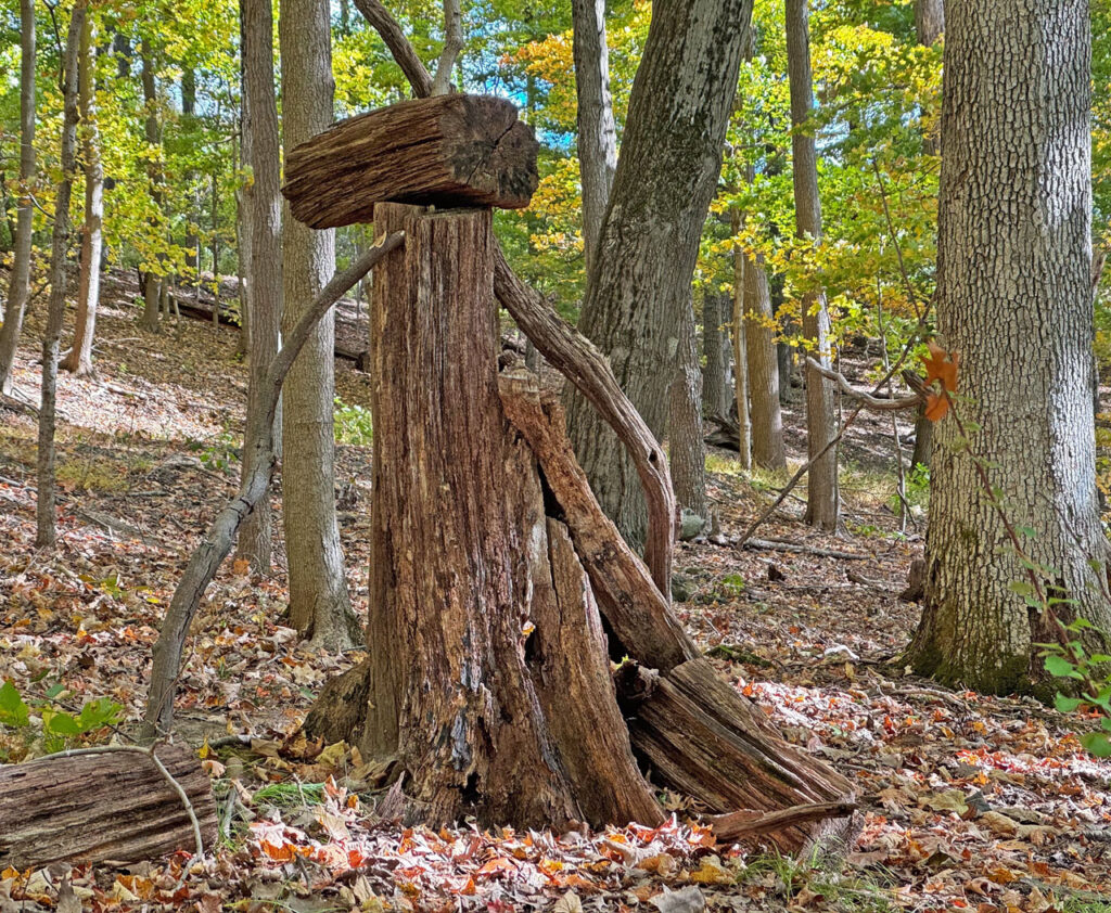 Guerilla art in the forest along Bethune Road. Photo by Annik LaFarge, author of Composing Olana