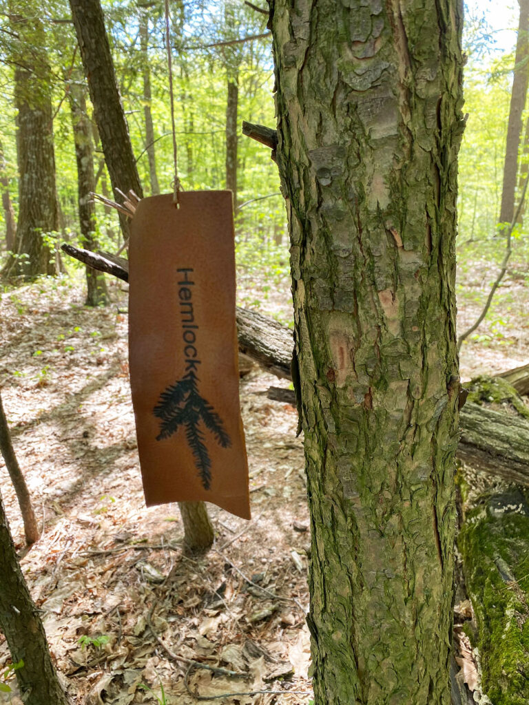 A leather tag on a hemlock tree on Lake Road, part of Jean Shin's "Mapping Hemlocks" project, May 2021. Photo by Annik LaFarge, author of Composing Olana