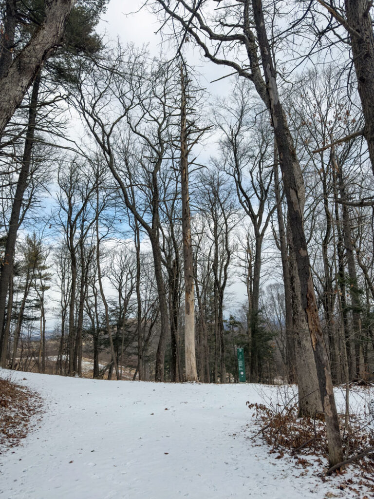 The "Susie Barstow" tree at the junction of North Road and Ridge Road, February 2025. Photo by Annik Annik LaFarge, author of Composing Olana