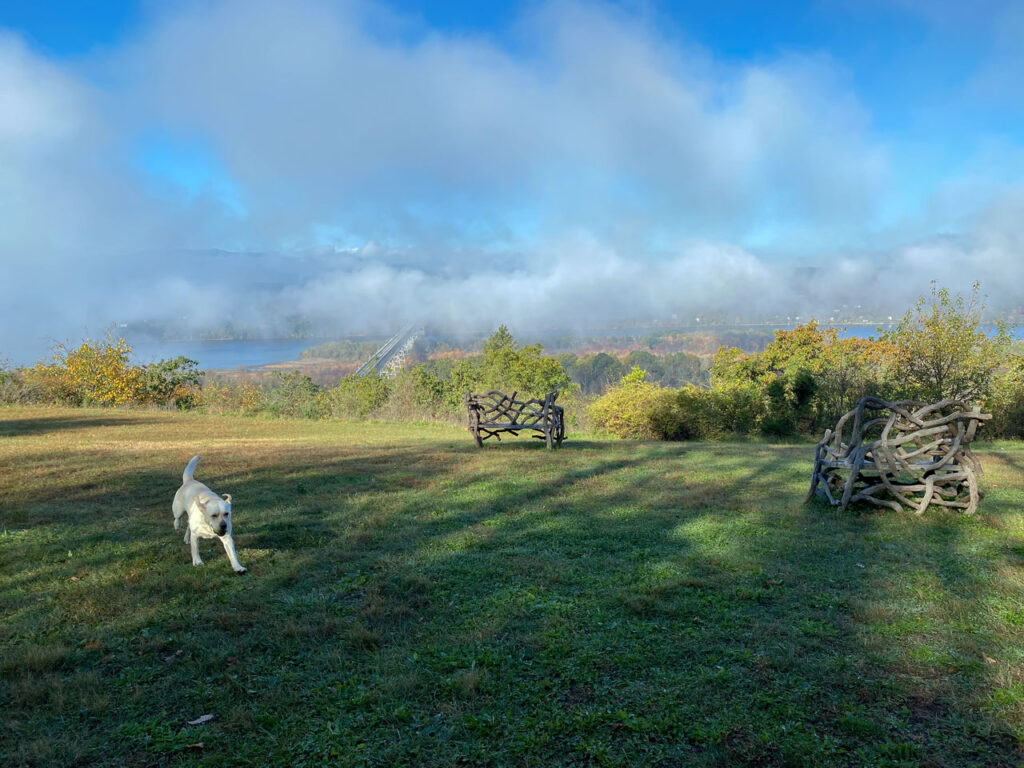 Thandi chases her tennis ball on Ridge Road during a luftmeer, October 2021. Photo by Annik LaFarge, author of Composing Olana