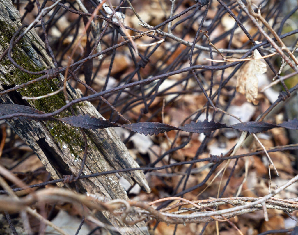 Closeup of the buckthorn fence on Crown Hill. Photo by Annik LaFarge, author of Composing Olana