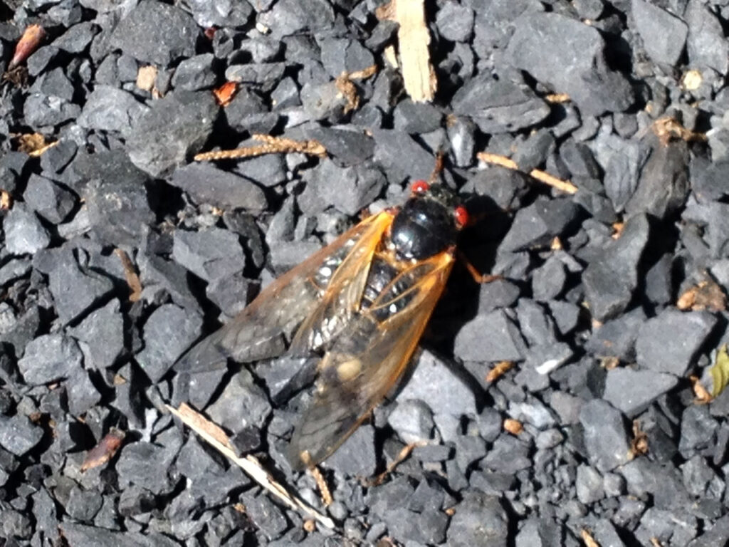 The first cicada of the 2013 season, discovered on an Olana carriage road in June. Photo by Annik LaFarge, author of Composing Olana