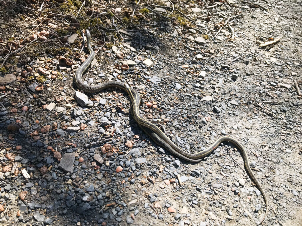 Two Common Garter Snakes on Farm Road. Photo by Annik LaFarge, author of Composing Olana