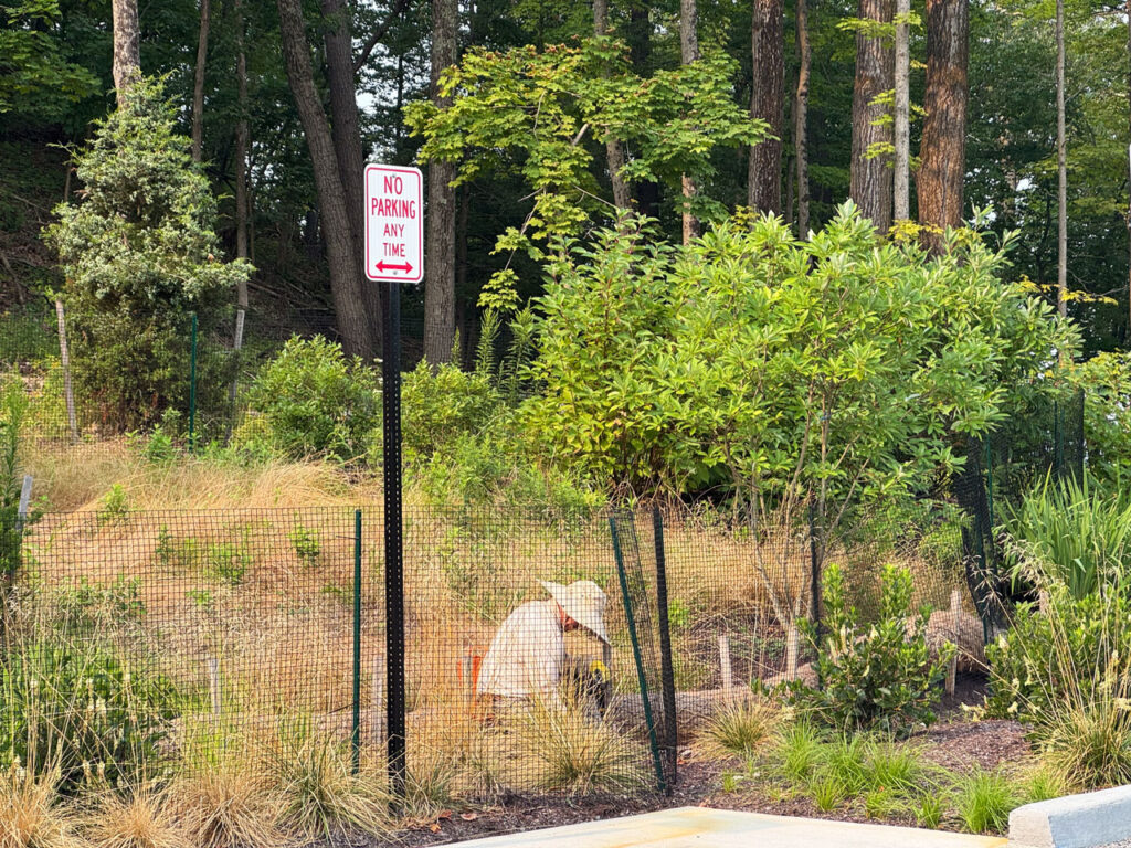 An Olana Partnership volunteer works in the gardens near the Frederic Church Center for Art & Landscape, August 2025. Photo by Annik LaFarge, author of Composing Olana