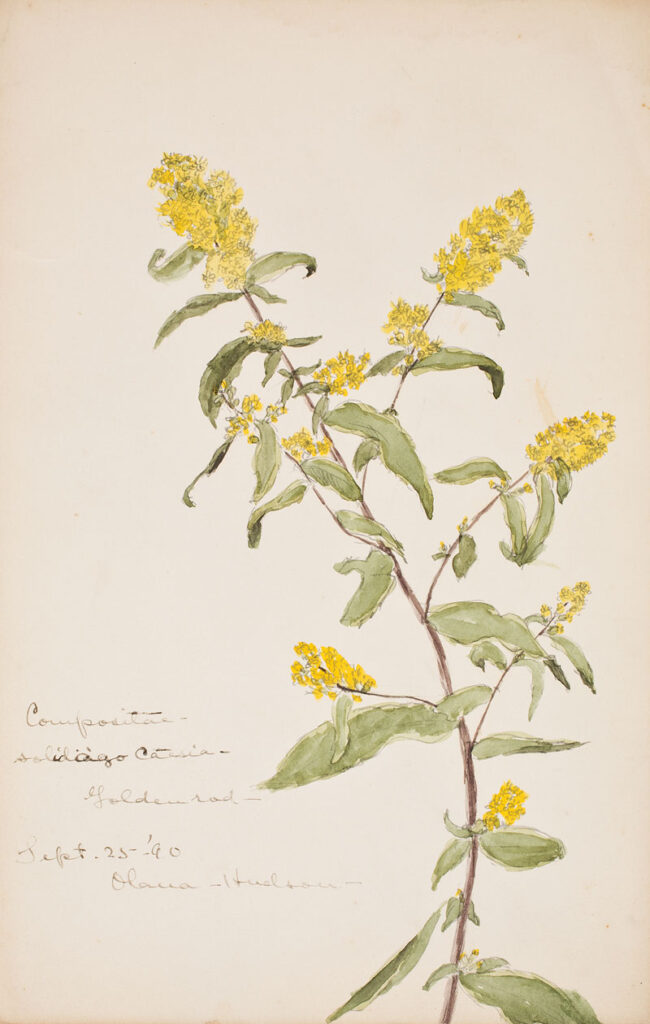 Isabel Charlotte Church Black, Botanical Study of Goldenrod, September 25, 1890 Paper, watercolor 11 H x 7 W inches New York State Office of Parks, Recreation & Historic Preservation. Olana State Historic Site. Gift of Maria Burroughs Livingston. OL.1985.302