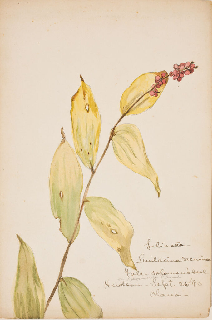 Isabel Charlotte Church Black Botanical Study of False Solomon’s Seal, September 26, 1890 Paper, watercolor 10 ½ H x 7 W inches New York State Office of Parks, Recreation & Historic Preservation. Olana State Historic Site. Gift of Maria Burroughs Livingston. OL.1985.303