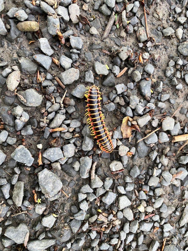 A centipede on Farm Road, June 2021. Photo by Annik LaFarge, author of Composing Olana