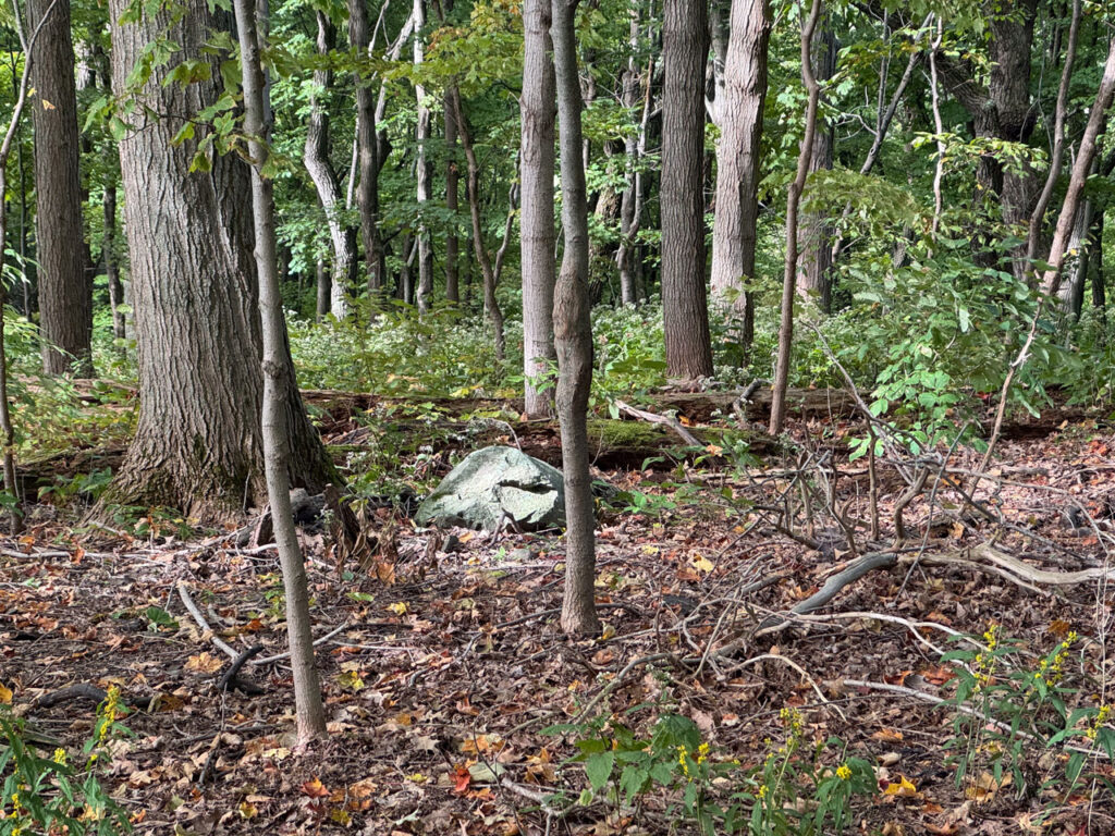 A lone erratic in the Olana woods, September 2024. Photo by Annik LaFarge, author of Composing Olana