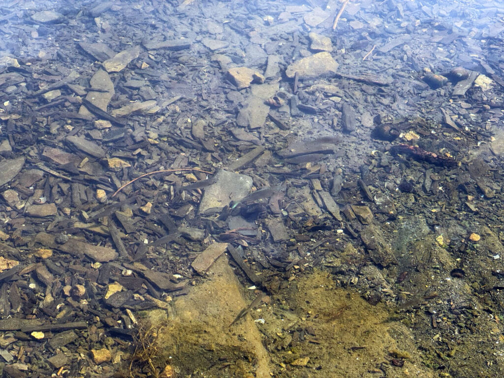 Minnows in the Olana Lake, probably baby largemouth bass, bluegill, or smallmouth bass, September 2025. Click here if you can't spot them....Photo by Annik LaFarge, author of Composing Olana