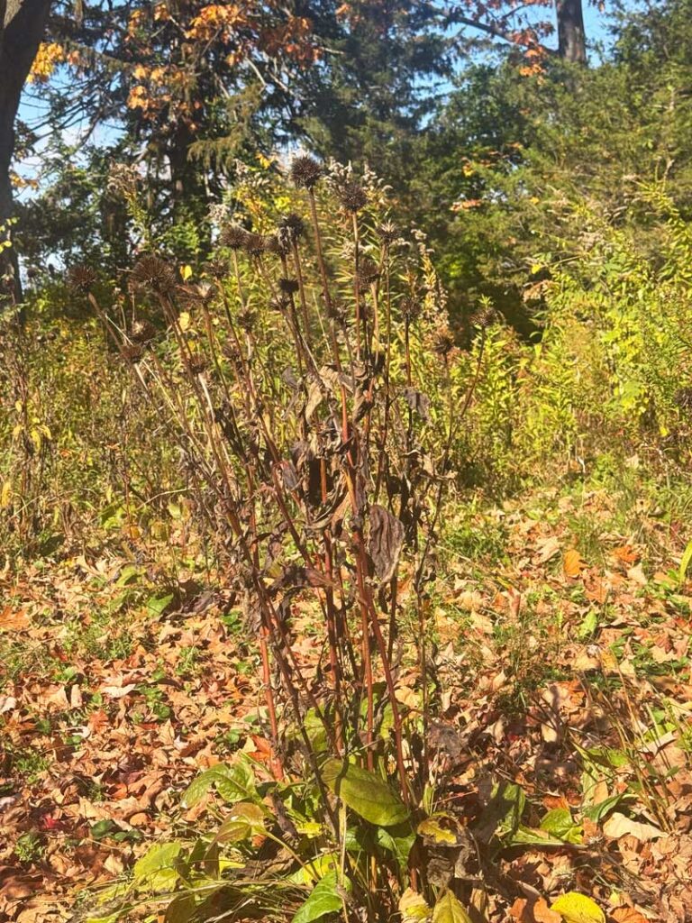 The garden at the Cole Site, October 2025. Photo by Annik LaFarge, author of Composing Olana