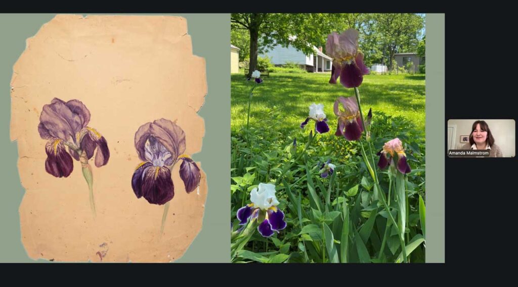 In a webinar, Cole Site curator Amanda Malmstrom displays Emily Cole's painting of irises alongside a photo of the plants growing in the garden outside the Cole house