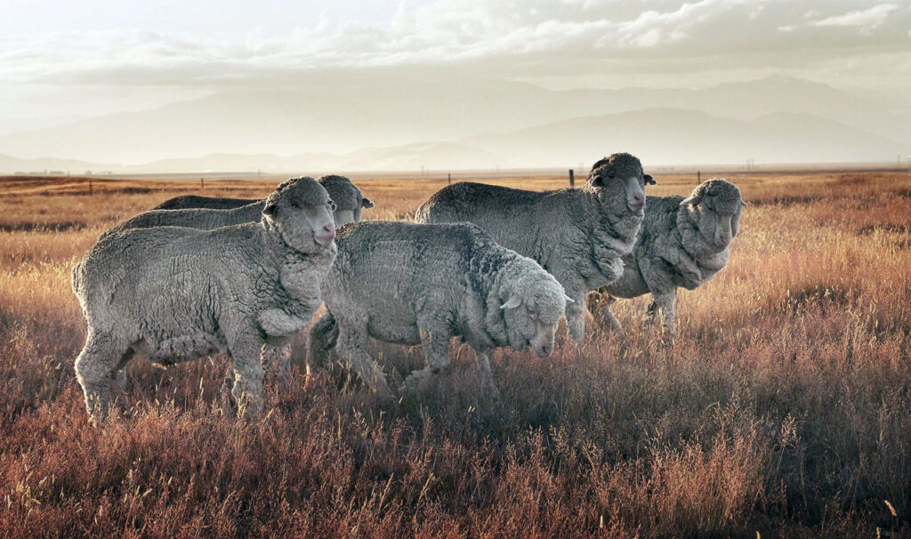 Merino Sheep. Photo: Bernard Spragg, Wikimedia Commons