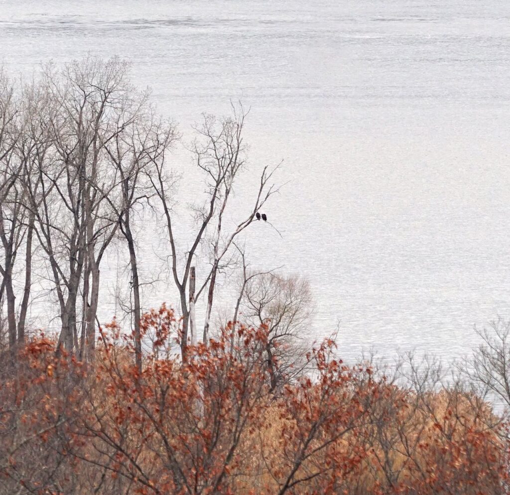 A pair of bald eagles sit on a tree branch on the north edge of Rogers Island, perched above the Hudson River, December 2025. Photo by Annik LaFarge, author of Composing Olana