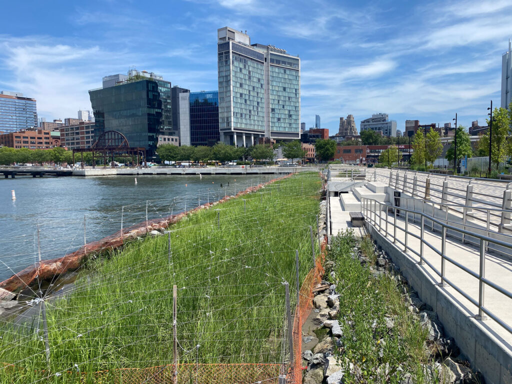 A salt marsh installed on the northern edge of Gansevoort Peninsula has layers of habitat that serve oysters, crustaceans, fish, birds and insects. Once the most natural condition of the Hudson River estuary, NYC has lost 85 percent of its salt marsh area since Europeans arrived in the 17th century. Photo taken July 2024 by Annik LaFarge, author of Composing Olana